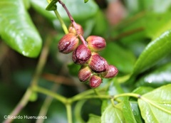 Lardizabala biternata