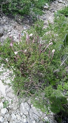 Bouvardia erecta
