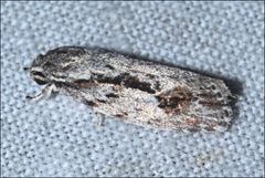 Agriophara leptosemela