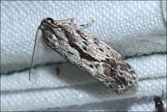 Agriophara leptosemela