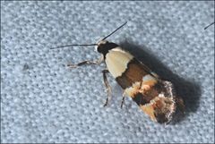Euphiltra eroticella