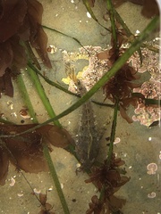 Oligocottus maculosus