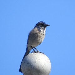 Aphelocoma californica