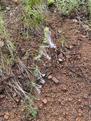 Ipomopsis aggregata candida