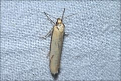 Philobota hypocausta