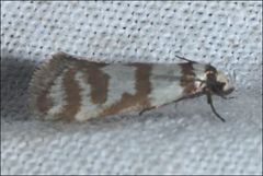 Philobota impletella