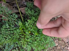 Tauschia texana