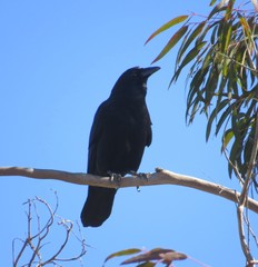 Corvus brachyrhynchos