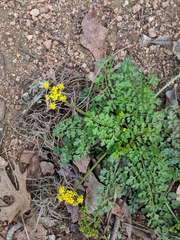 Tauschia texana