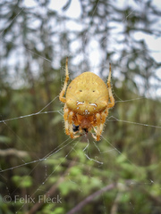 Araneus pallidus