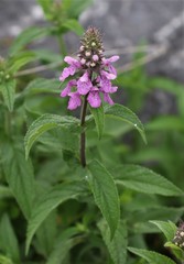 Stachys palustris