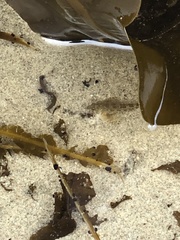 Oligocottus maculosus