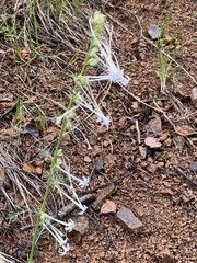 Ipomopsis aggregata candida