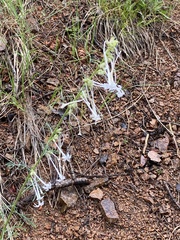 Ipomopsis aggregata candida