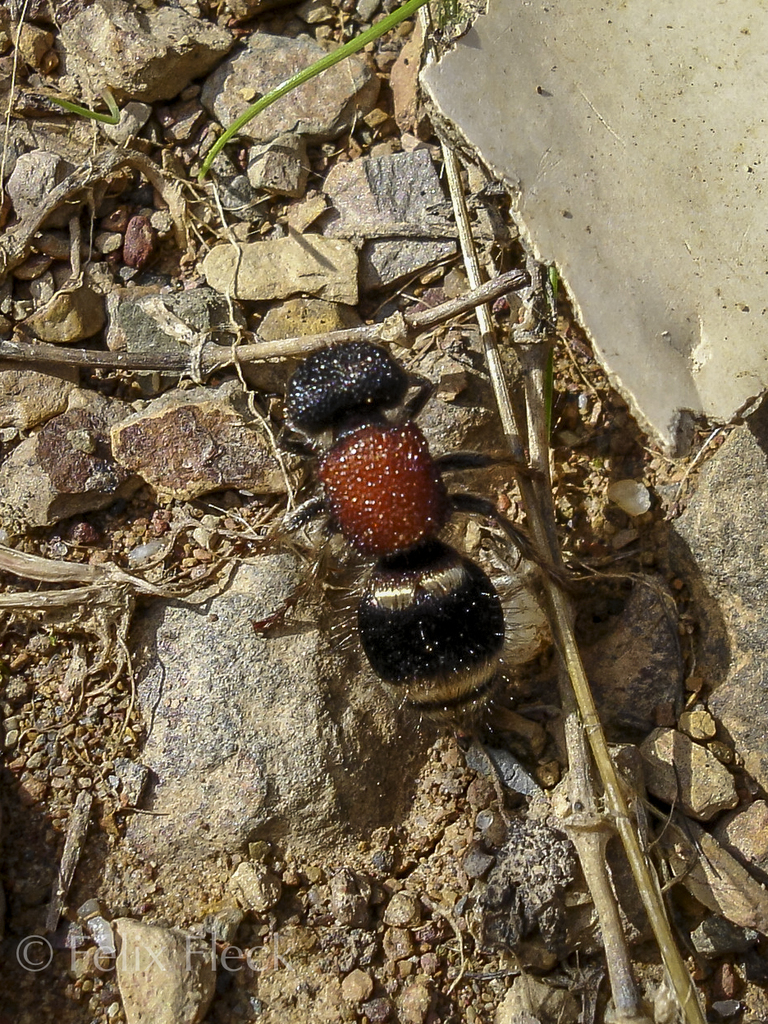 Tropidotilla
