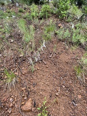 Ipomopsis aggregata candida