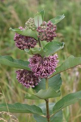 Asclepias syriaca