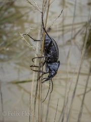 Carabus rugosus celtibericus