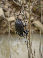 Carabus rugosus celtibericus