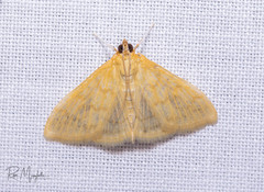 Crocidophora tuberculalis