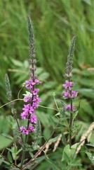 Lythrum salicaria