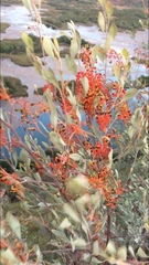 Grevillea byrnesii