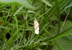 Clepsis pallidana