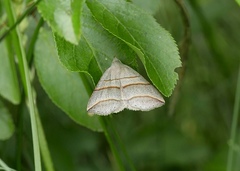 Colobochyla salicalis