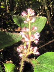 Miconia tococa