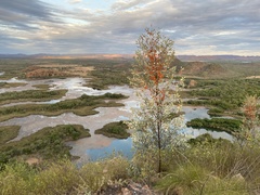 Grevillea byrnesii