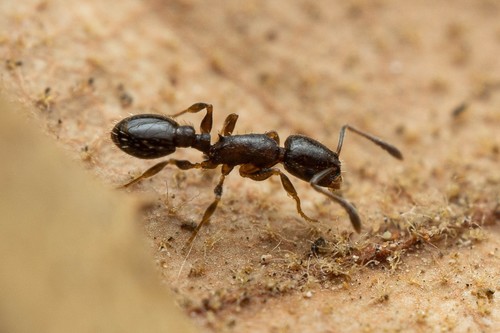 Temnothorax neomexicanusTemnothorax neomexicanus