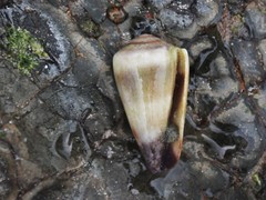Conus muriculatus
