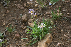 Erigeron vetensis