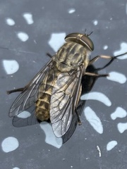 Tabanus bromius