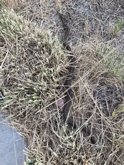 Thamnophis elegans vagrans