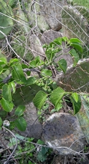 Cissus tiliacea