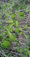 Cissus tiliacea