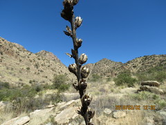 Agave schottii
