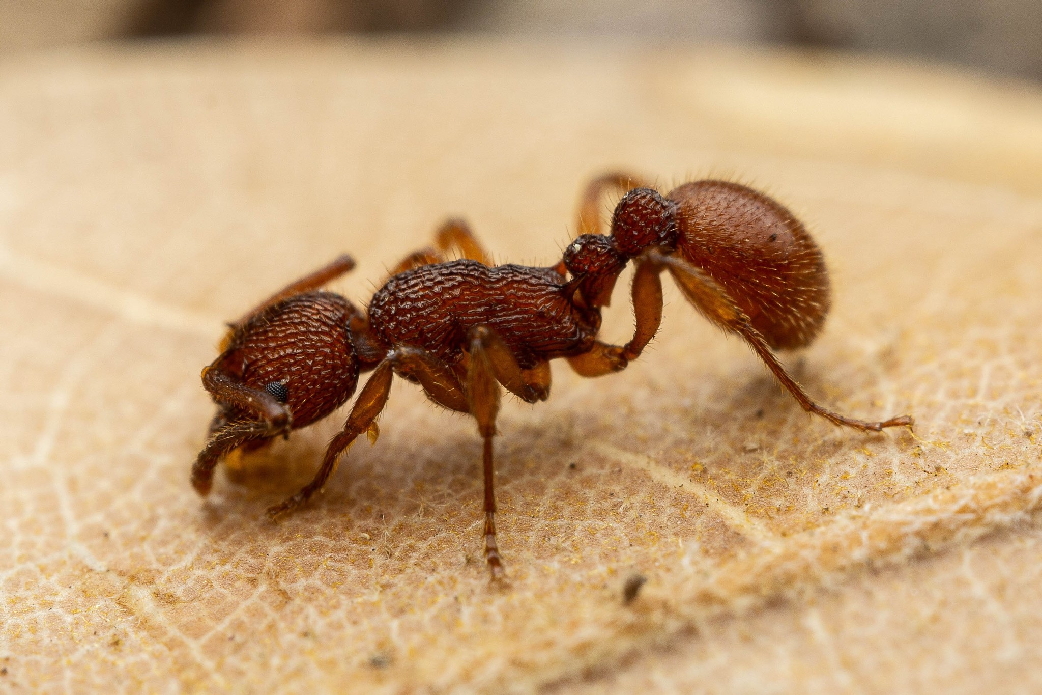 Myrmica striolagaster