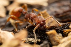 Myrmica striolagaster
