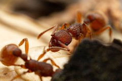 Myrmica striolagaster