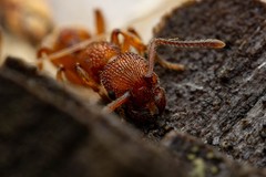 Myrmica striolagaster