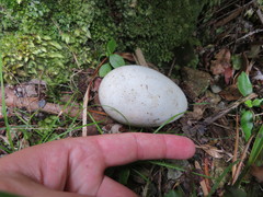 Procellaria parkinsoni