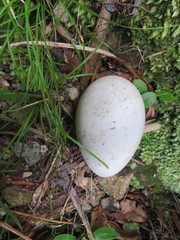 Procellaria parkinsoni