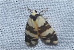 Thallarcha chrysochares