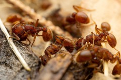 Myrmica striolagaster