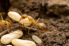 Camponotus festinatus