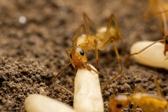 Camponotus festinatus