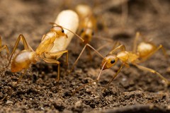 Camponotus festinatus