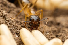 Camponotus festinatus